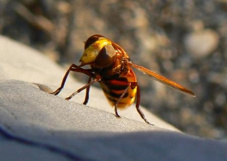 Volucella zonaria (Syrphidae)